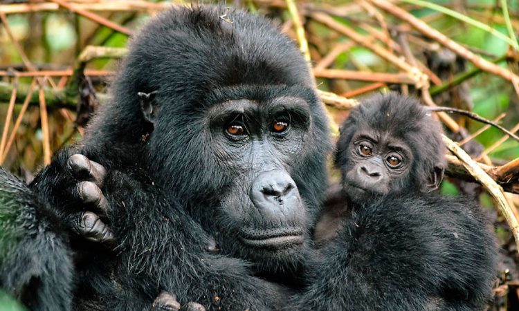 Is Gorilla Trekking Experience in Uganda Worth the Money?