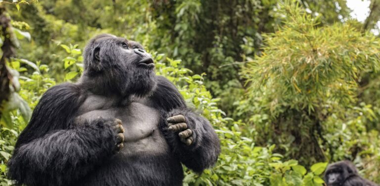 Why Do Gorillas Beat Their Chest Around Humans?