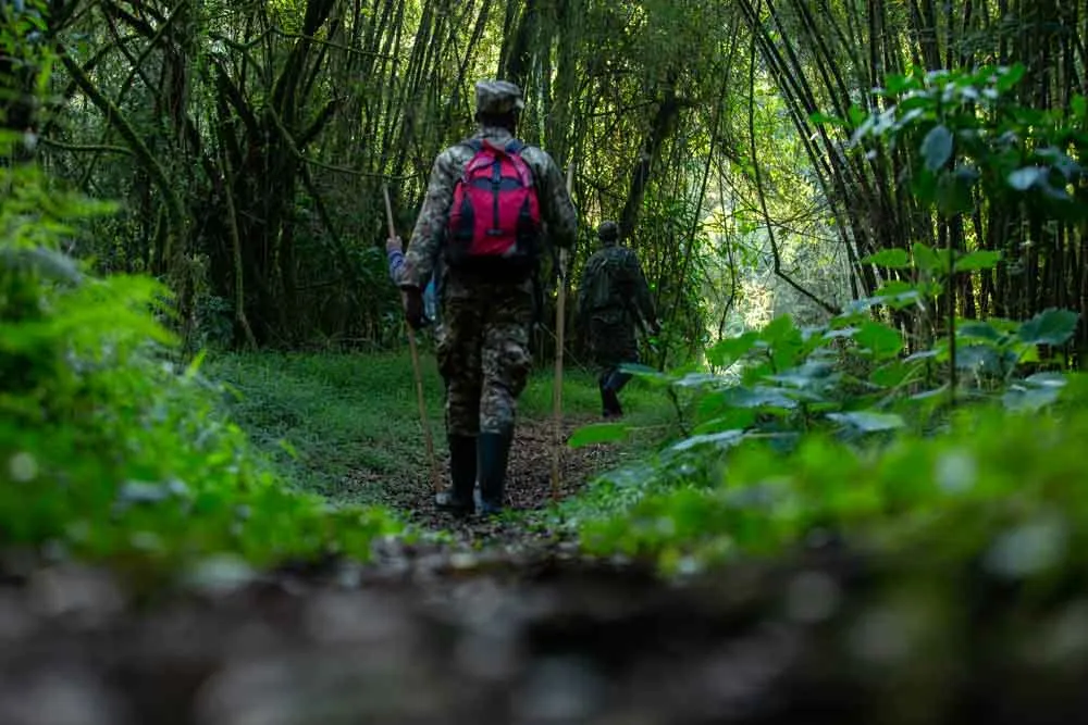 Why Bwindi Should Be in Your Uganda Safari Itinerary