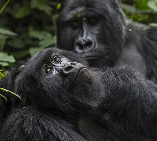 How Difficult is Gorilla Trekking in Uganda?