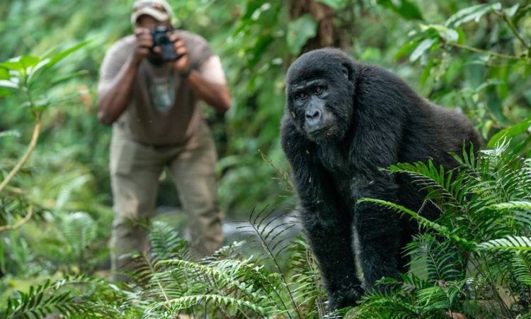 5 Days Gorilla Habituation and Trekking Safari