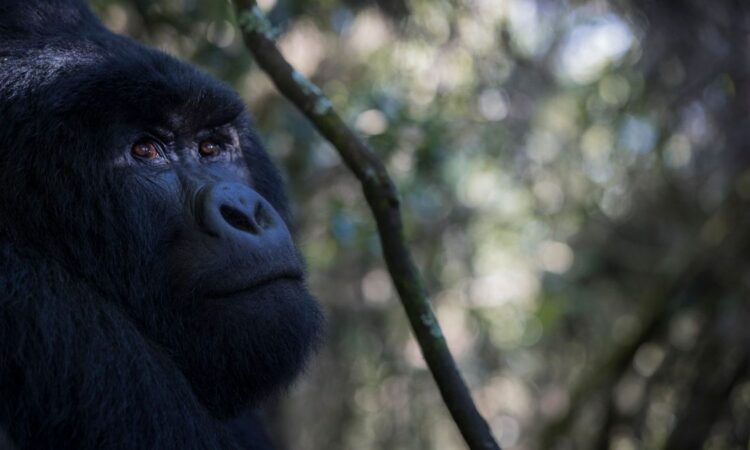 How Difficult is Gorilla Trekking in Uganda?