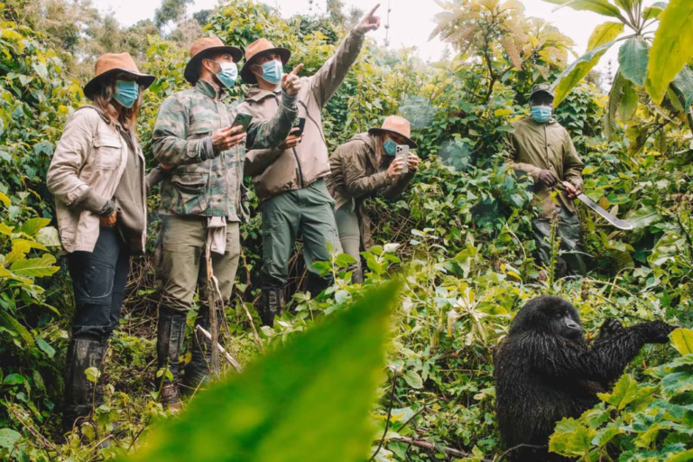 How Difficult is Gorilla Trekking in Uganda?