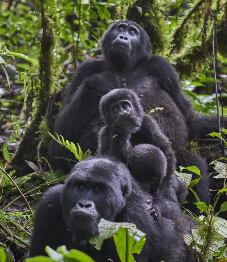 5 Days Gorilla Habituation and Trekking Safari