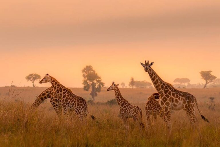 3 Days Masai Mara Flying Safari