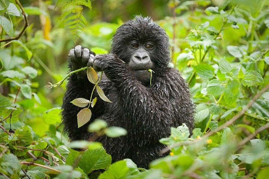 3 Days Rwanda Gorilla and Golden Monkey Safari