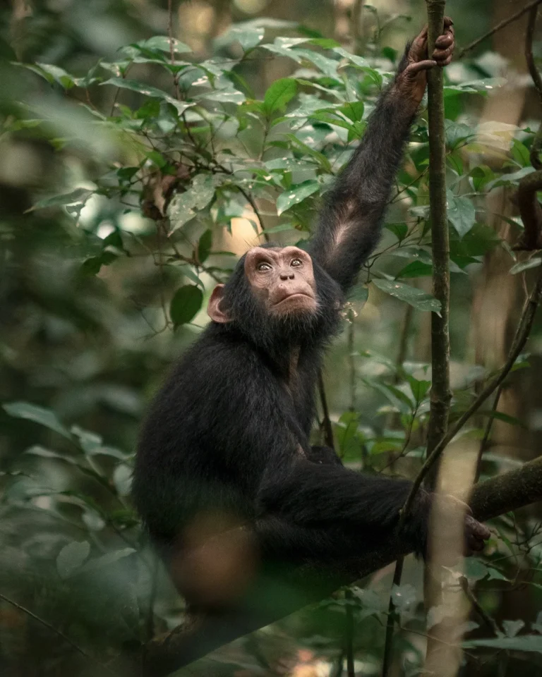 4 Days Uganda Safari