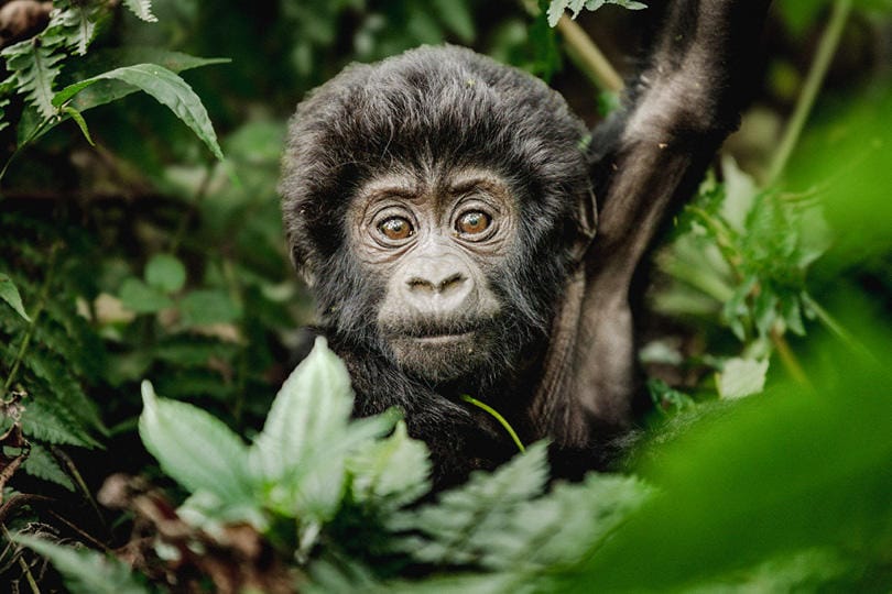 7 Days Rwanda Gorillas and Mombasa Beach Safari  