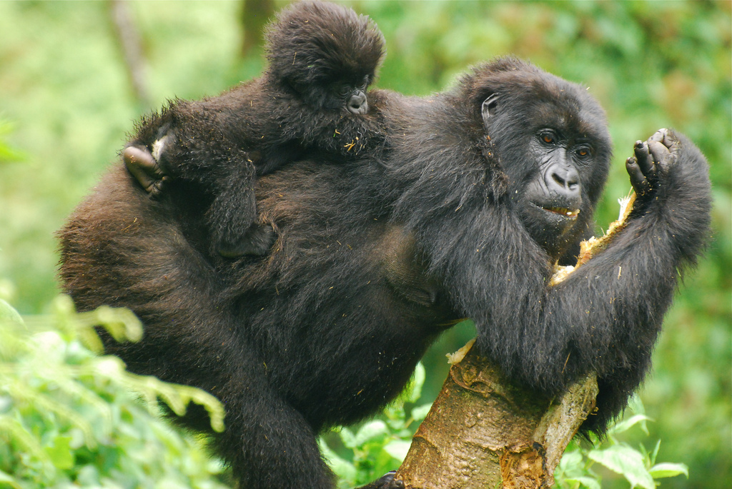 Characteristics of Mountain Gorillas