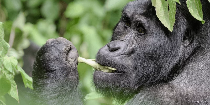 What Do Mountains Gorilla Eat?