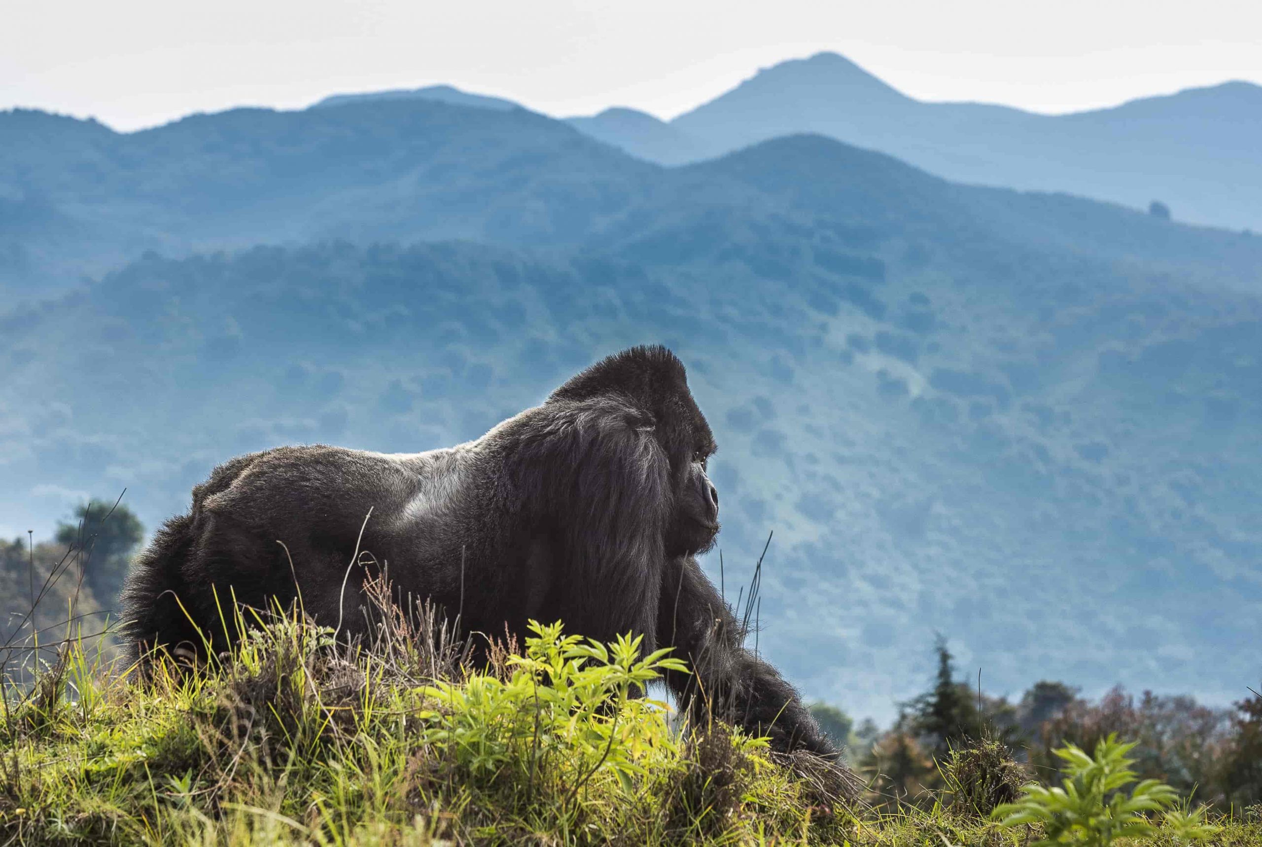 Essential Documents Needed for Gorilla Trekking in Uganda and Rwanda