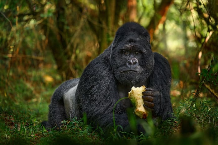 What Do Mountains Gorilla Eat?