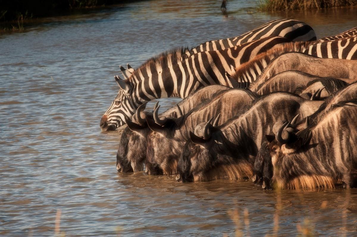 6 Days Luxury Safari in Kenya & Gorilla Encounters in Bwindi