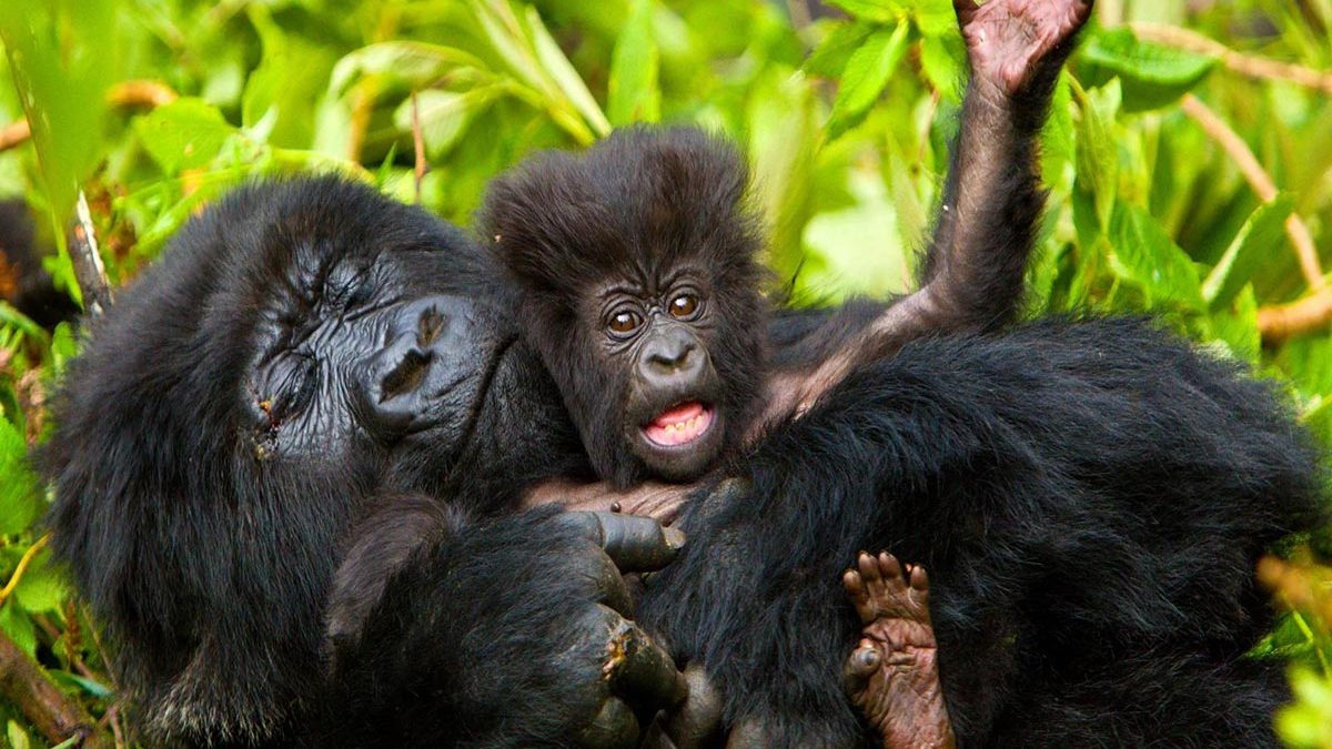 Binyindo Gorilla Family