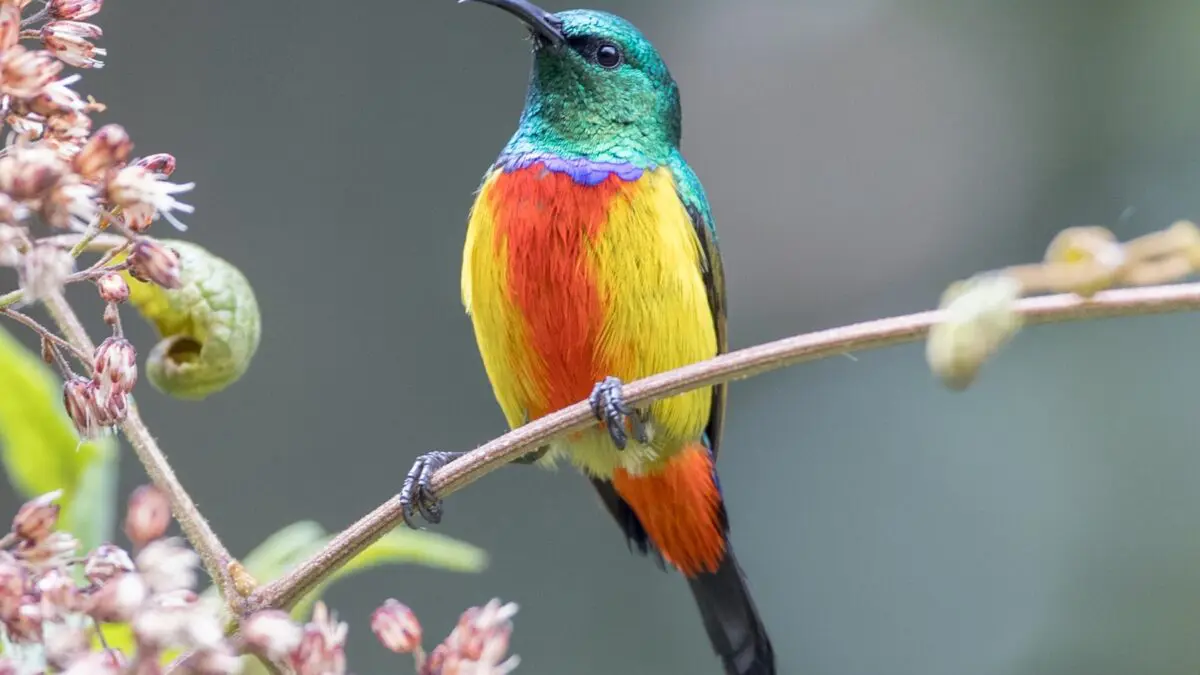 10 Birds to Spot on a Birding Safari in Rwanda