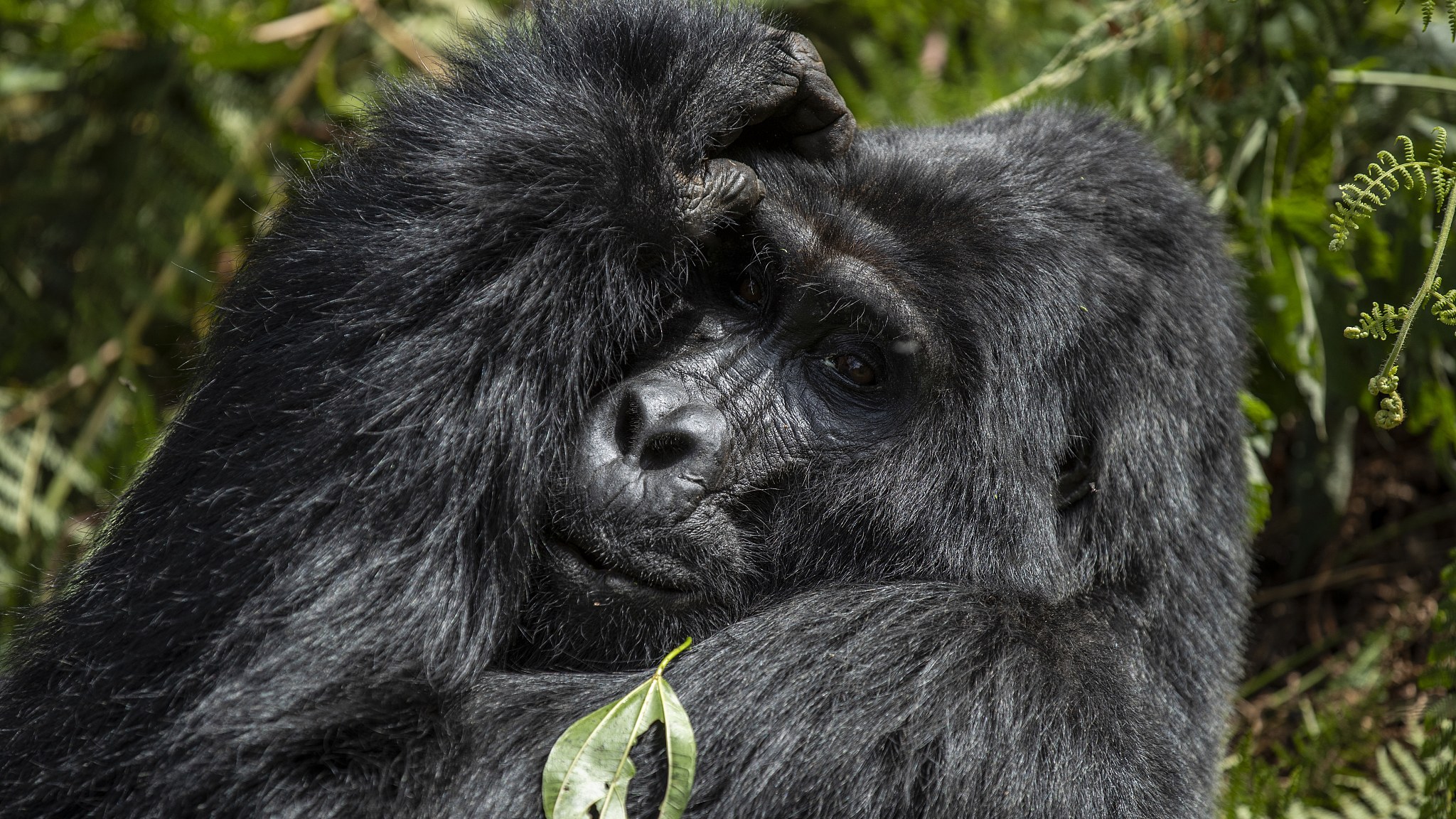 Binyindo Gorilla Family