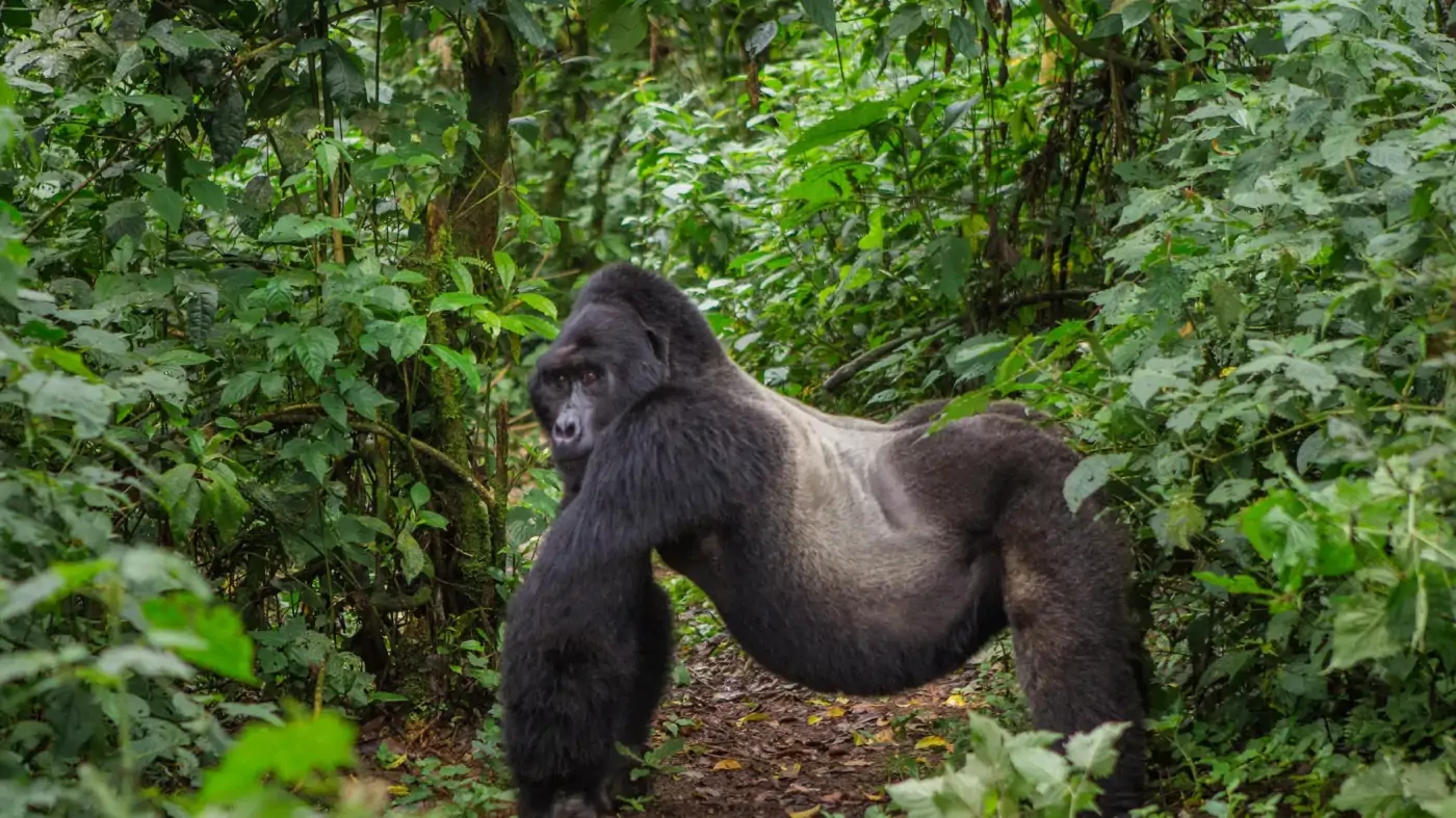 7 Days Uganda Flying Safari