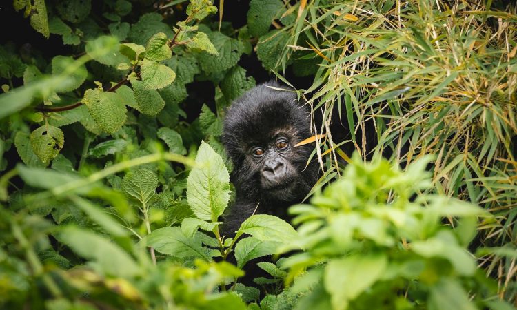 3 Days Gorilla & Golden Monkey Trekking Through Kigali