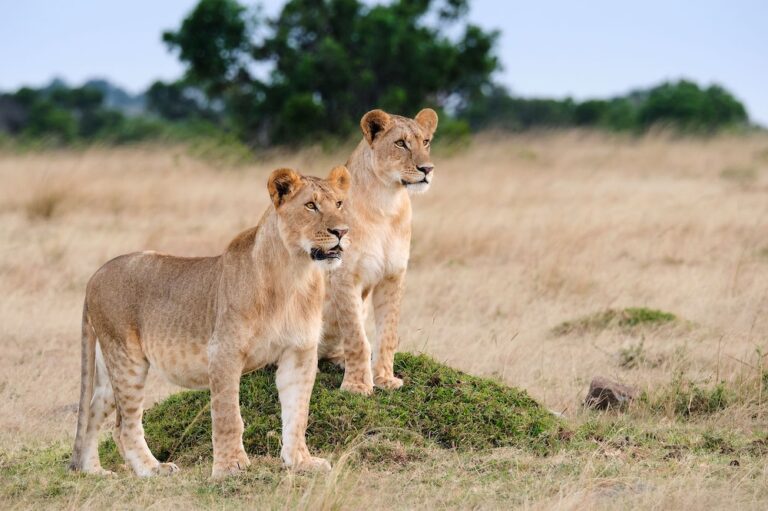 7 Best Places to Safari in Uganda