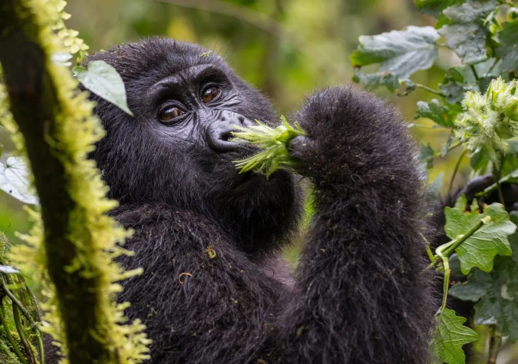 7 Days Wildebeest & Gorillas Safari