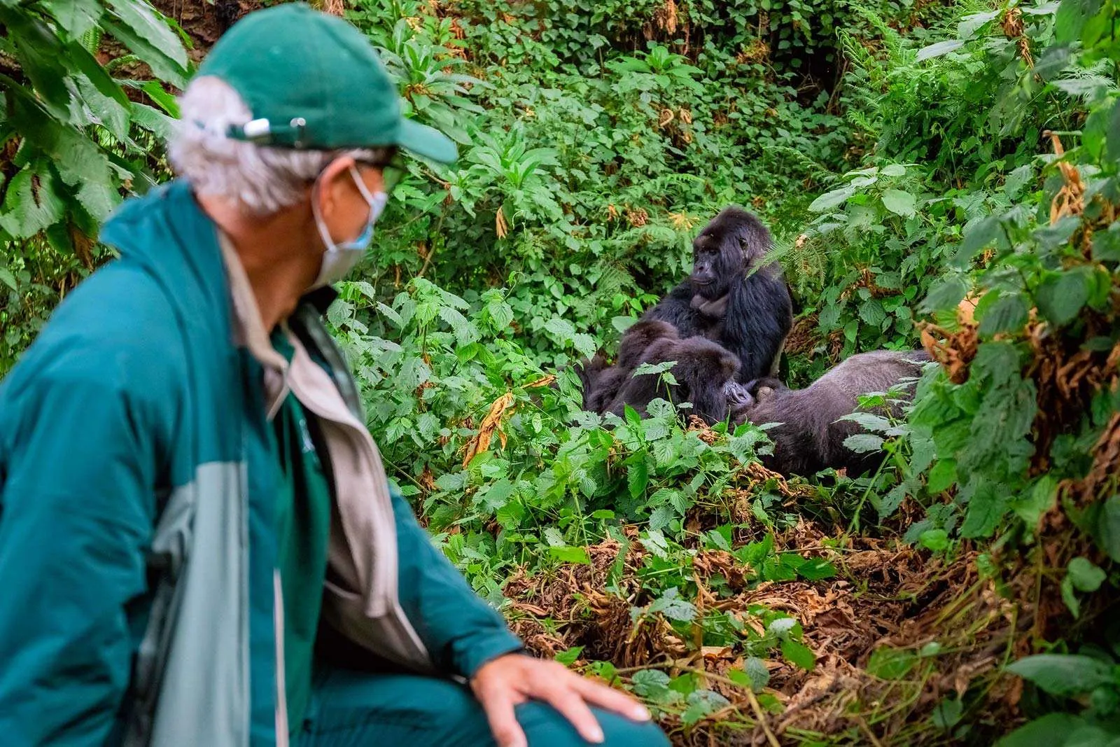 7 Days Wildebeest & Gorillas Safari