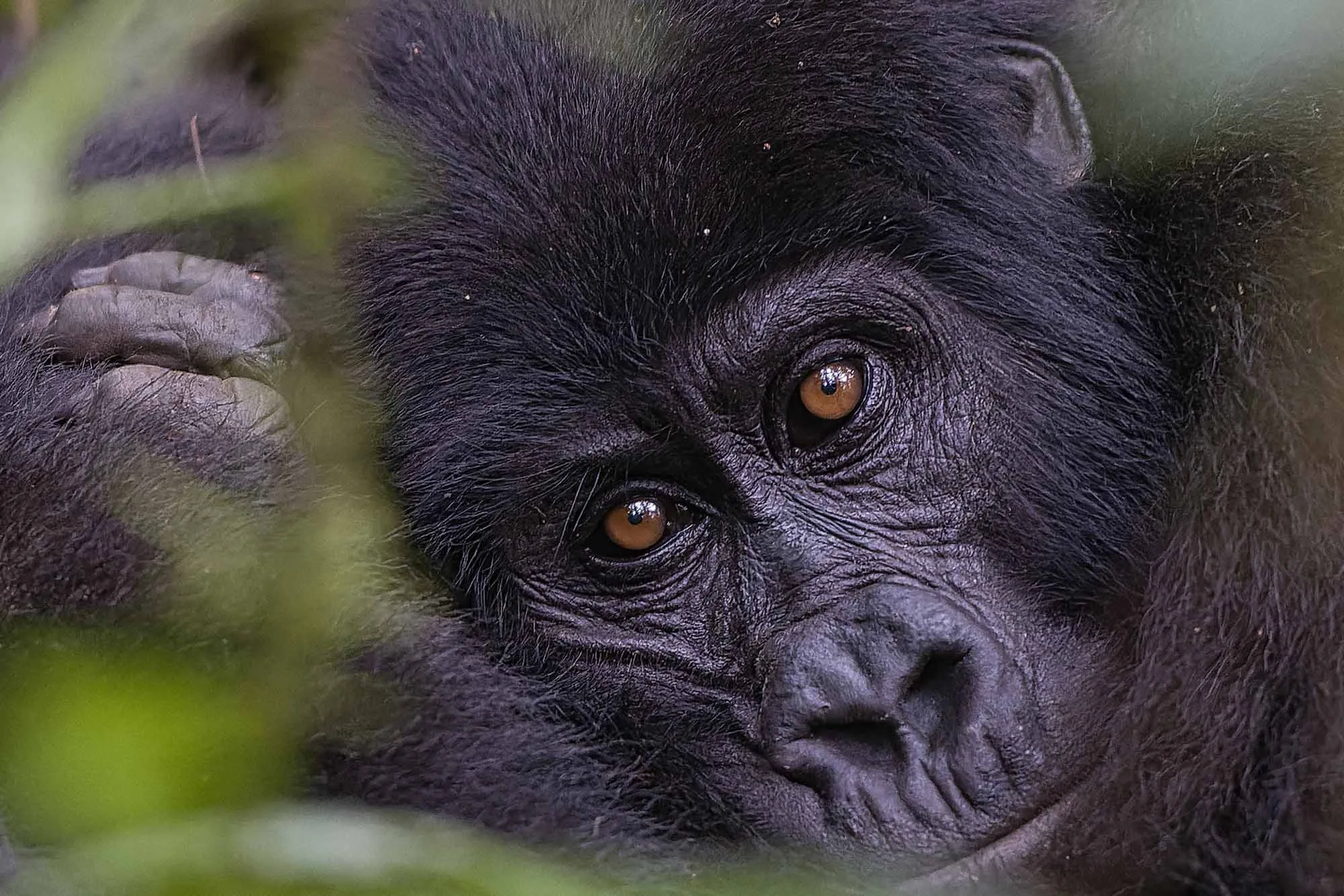 Gorilla Trekking Gears 