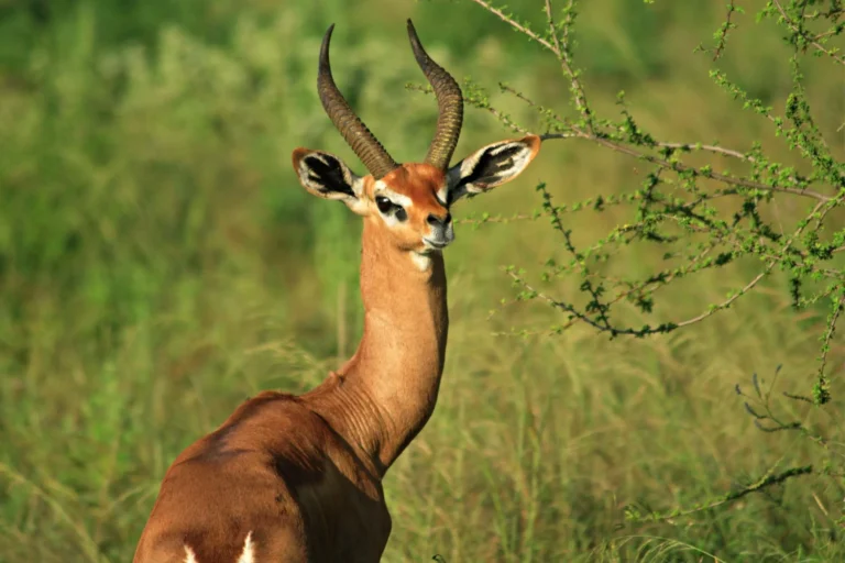 7 Days Tsavo & Diani Beach Safari