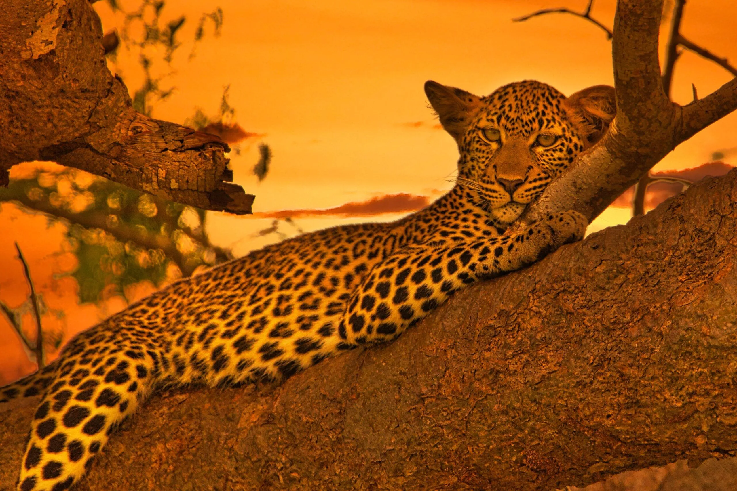 7 Days Tsavo & Diani Beach Safari