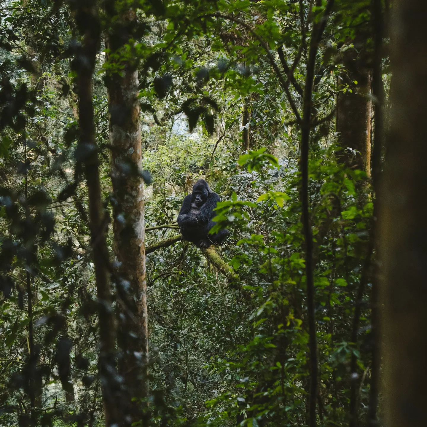 Gorilla Forest Lodge