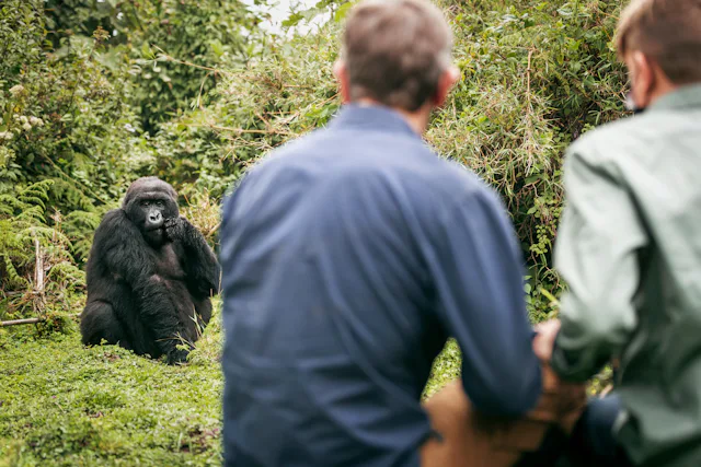 Best 5 East Africa Safaris for First-Timers