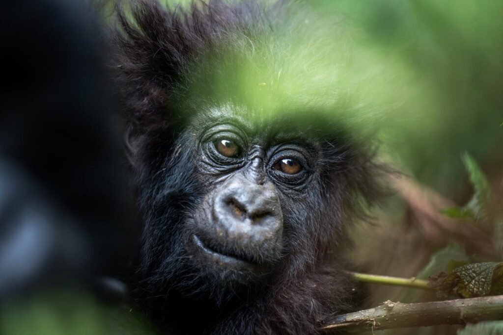 Bwindi Impenetrable National Park