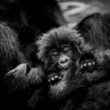 11 Days Kenya Safari and Gorilla Trekking Safari