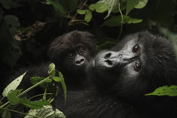 Northern Rwanda Safari Experience