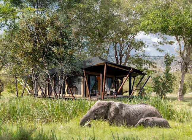 11 Days Kenya Safari and Gorilla Trekking Safari
