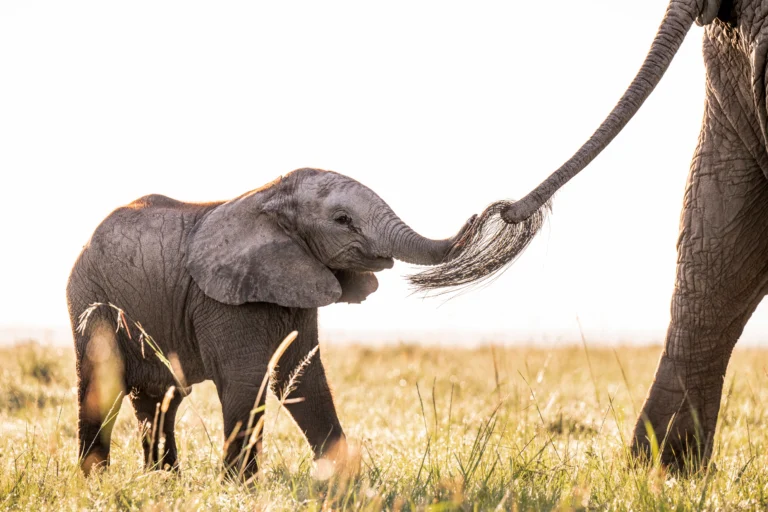 Top Destinations in East Africa