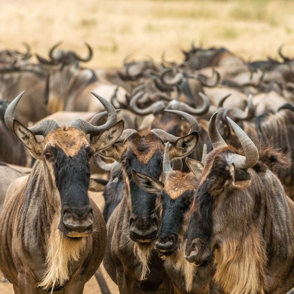 Top Destinations in East Africa