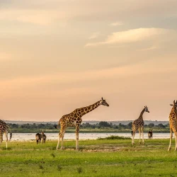 Giraffe2