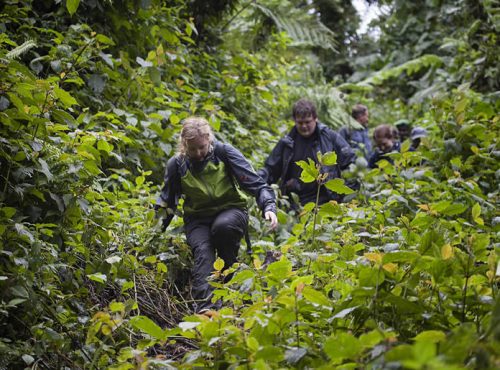8 Days Uganda Gorillas Chimpanzee and Tree Climbing Lions Tour