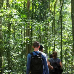 Chimpanzee Trekking in Uganda