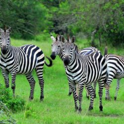 Lake-Mburo-National-Park-a