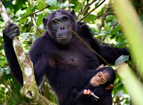 shutterstock_1300247374