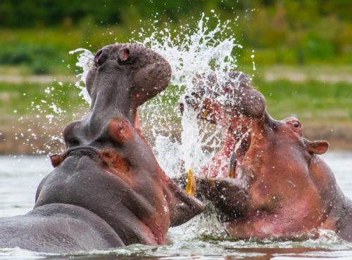 uganda-hippos-fighting-700x540